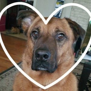 Meet your Posher, Panda